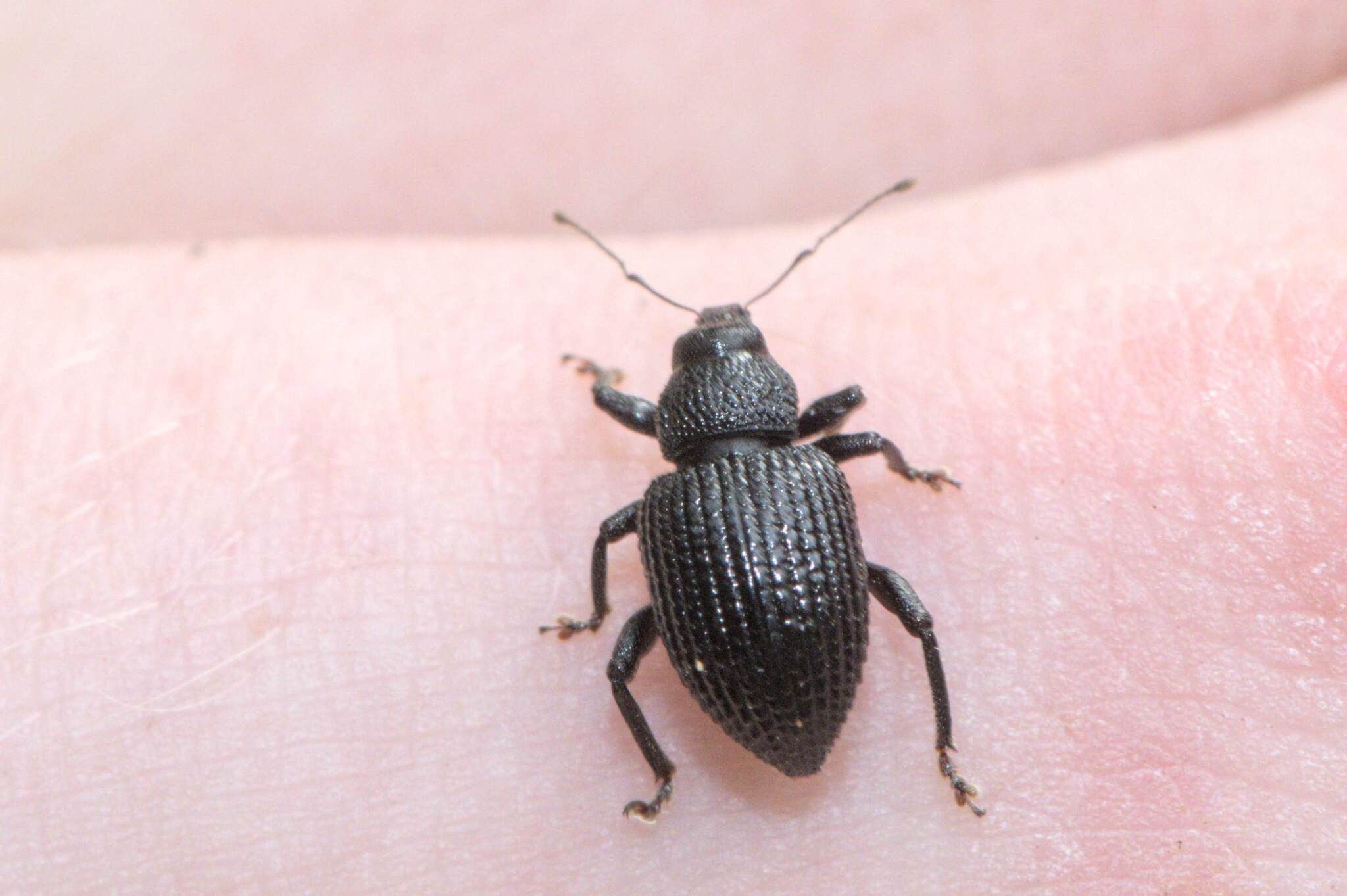 Eremnus atratus
