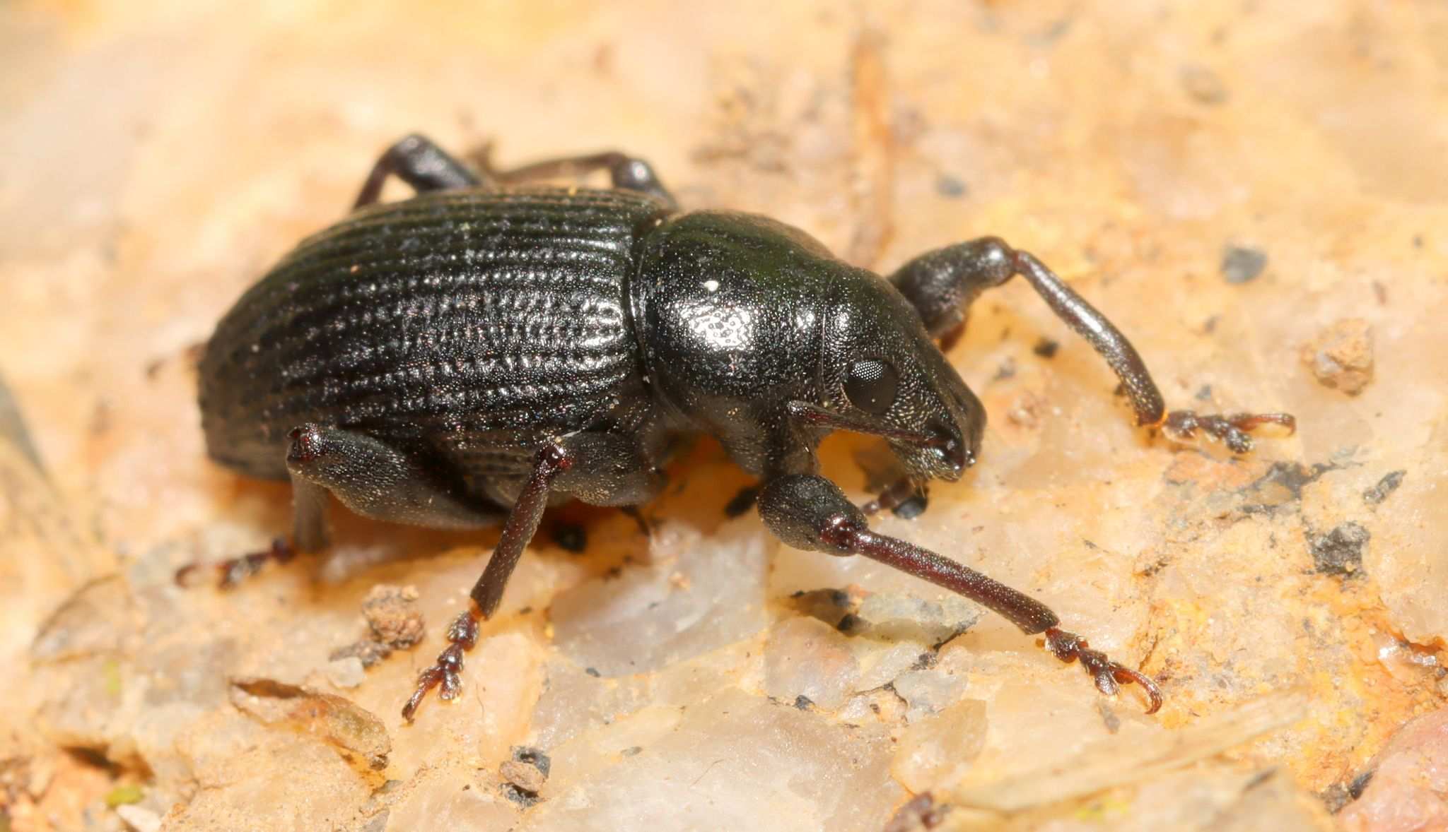 Eremnus atratus