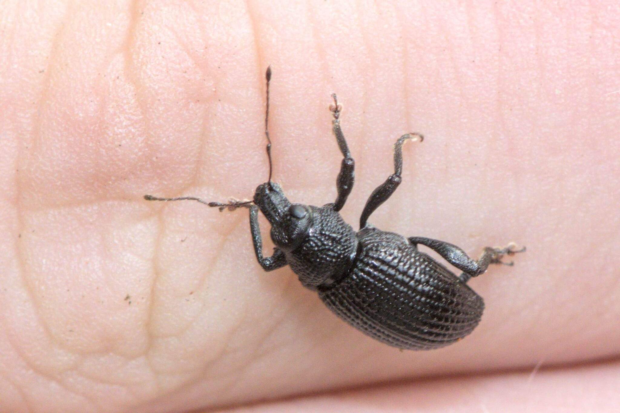Eremnus atratus