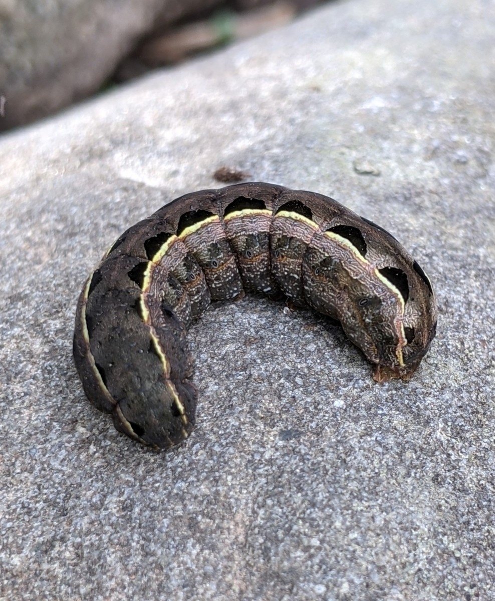 Spodoptera marima