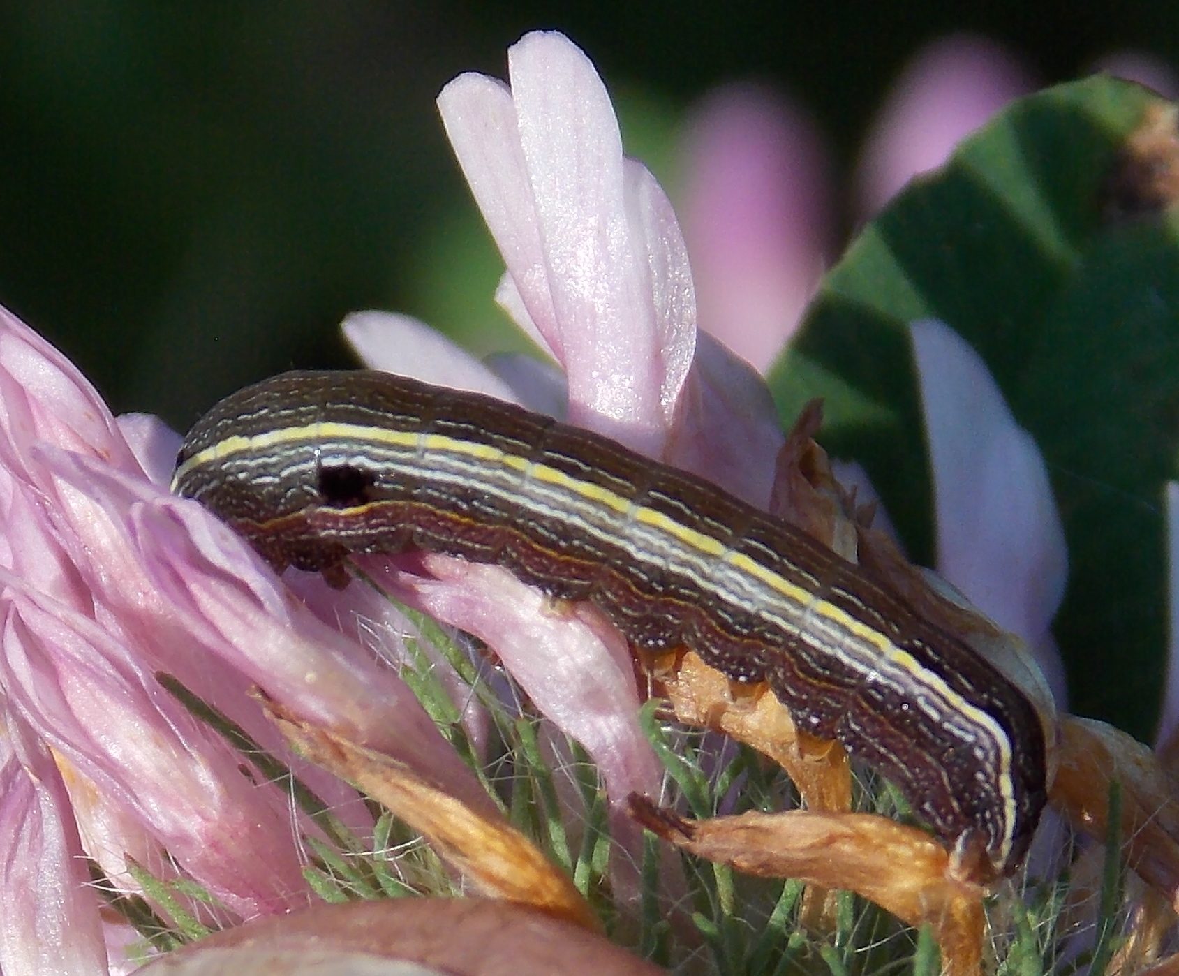 Spodoptera marima