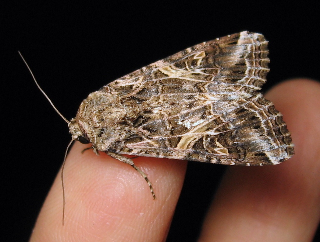 Spodoptera marima