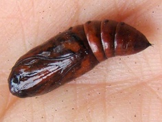 Spodoptera marima