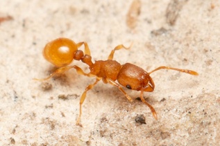 Tetramorium simillimum