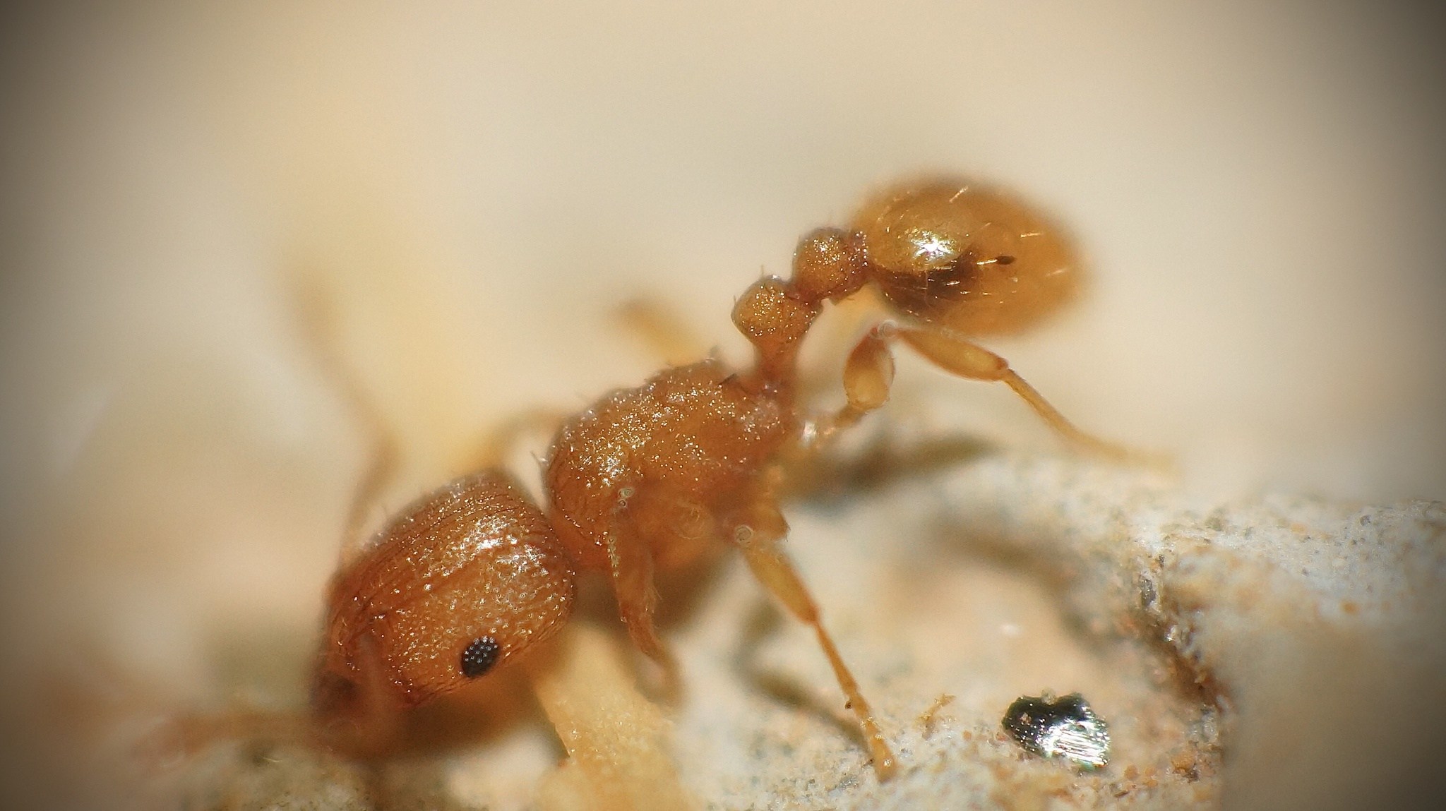 Tetramorium simillimum