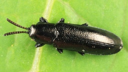Stenispa
