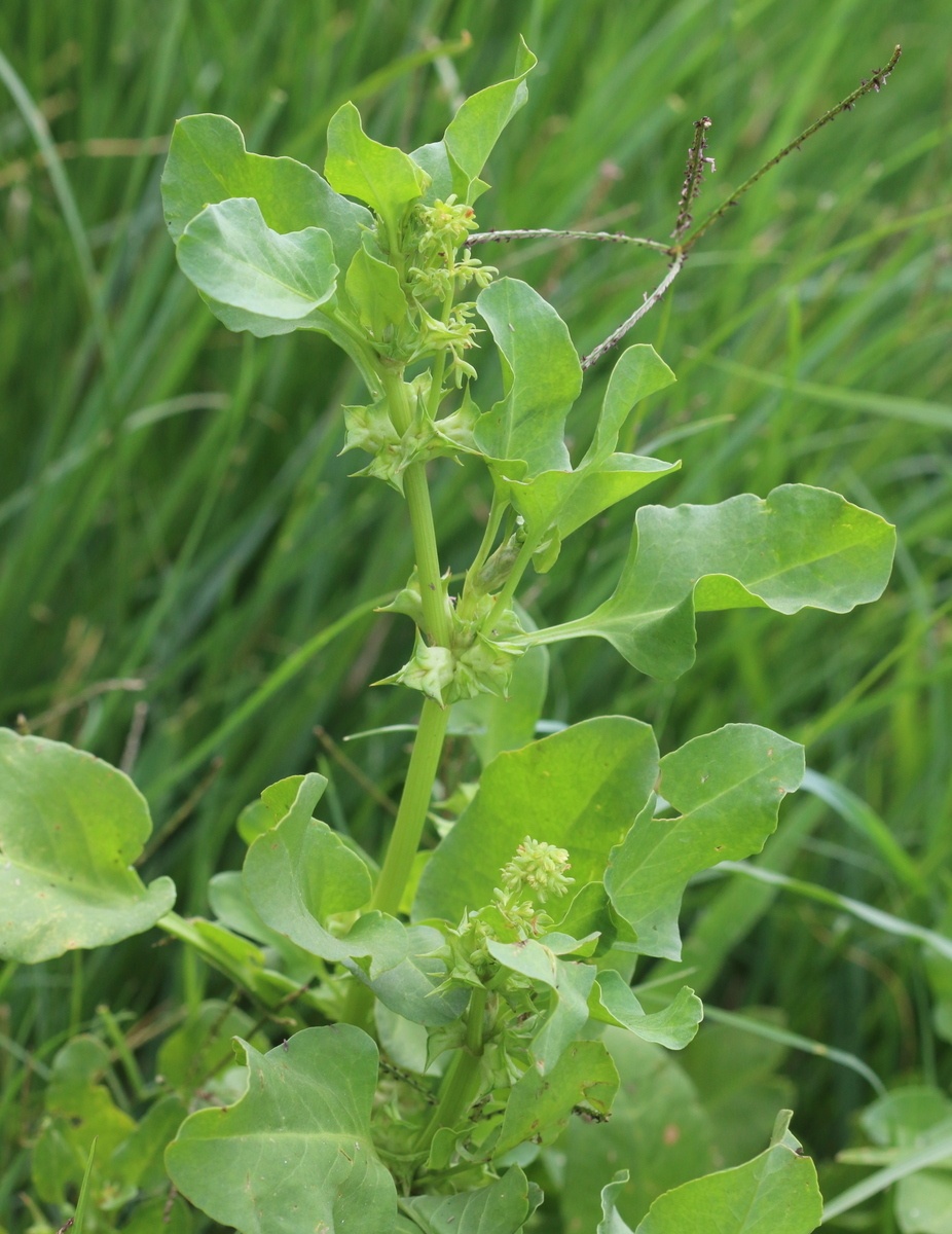 Rumex hypogaeus