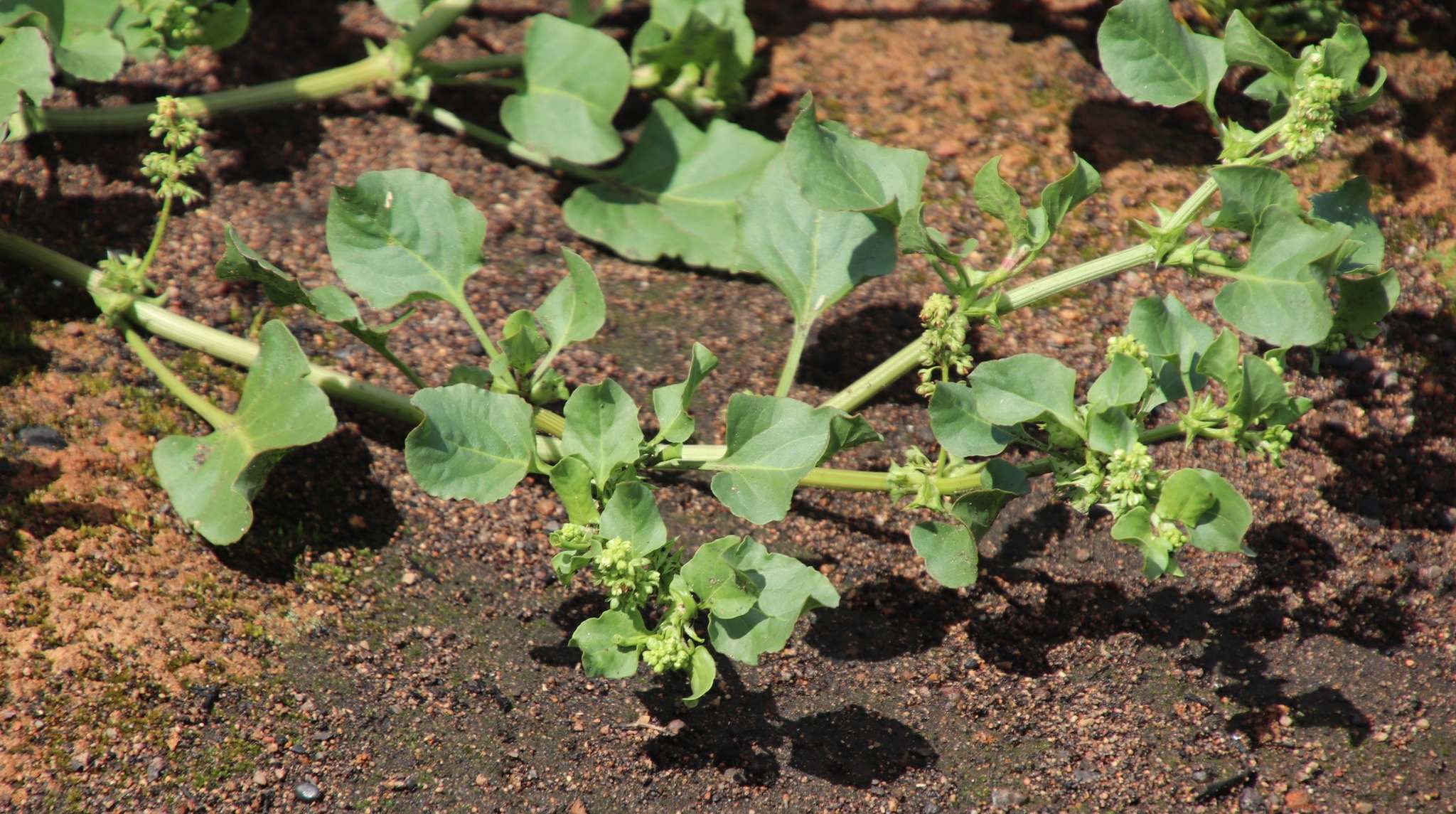 Rumex hypogaeus