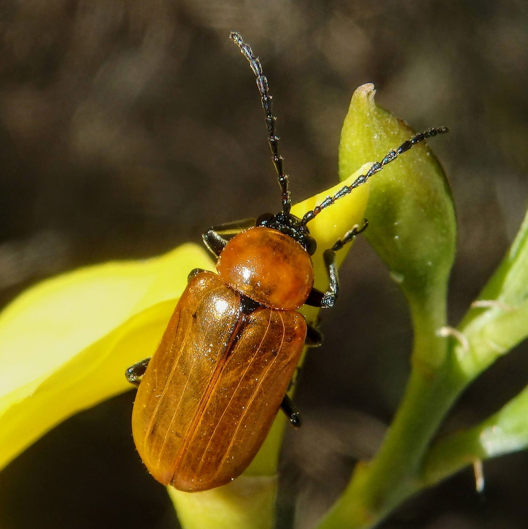 Luperus