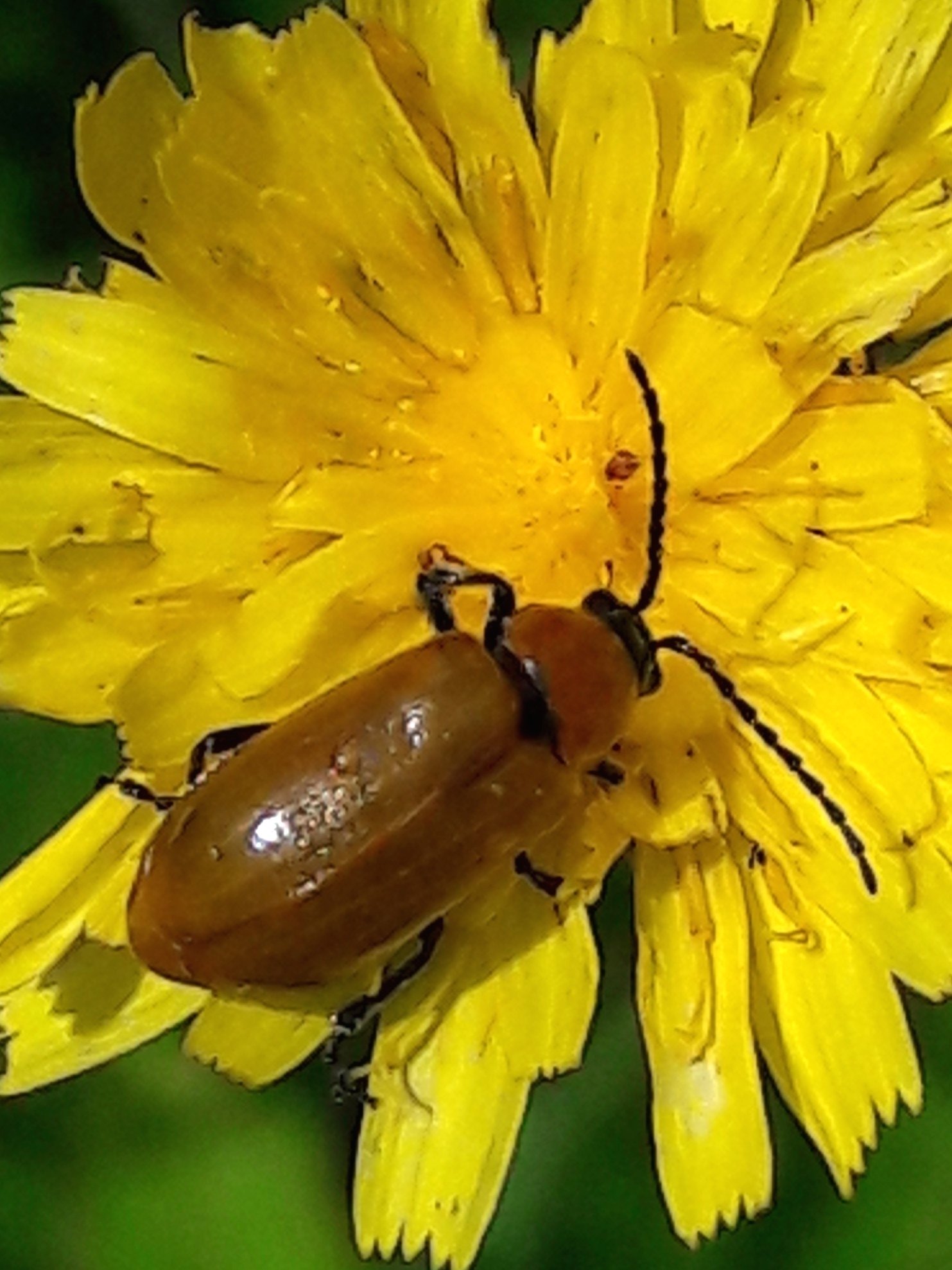 Luperus