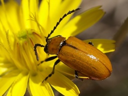 Luperus