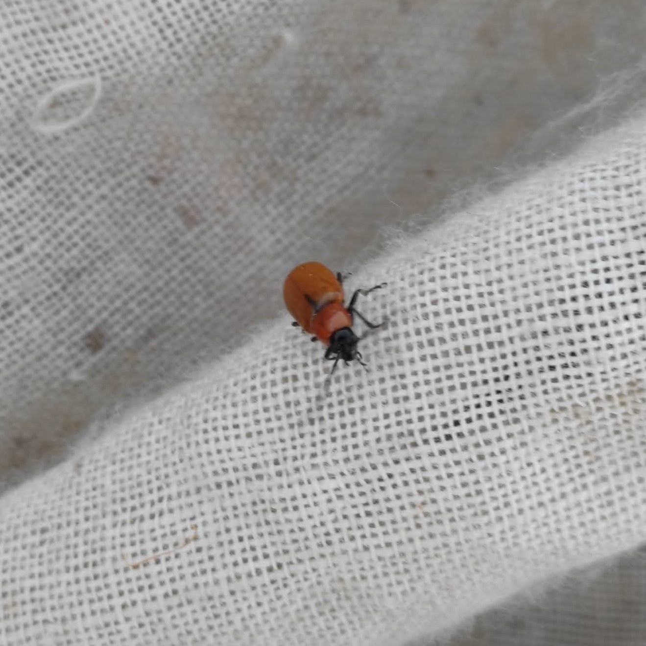 Luperus