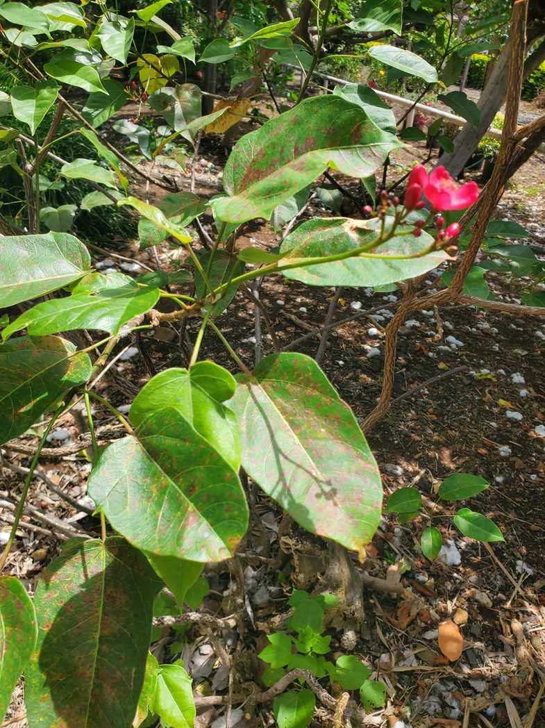 Phakopsora jatrophicola