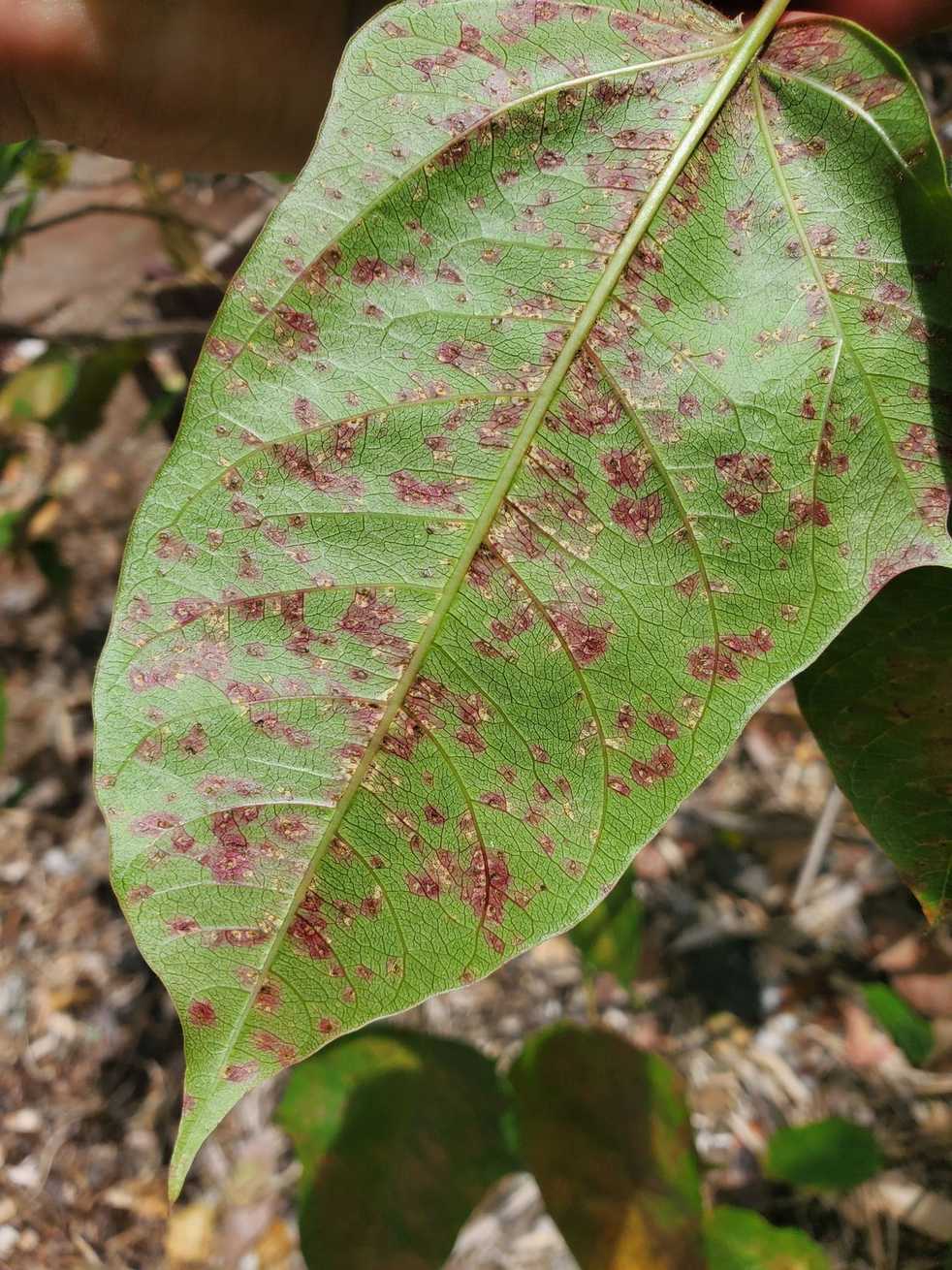 Phakopsora jatrophicola