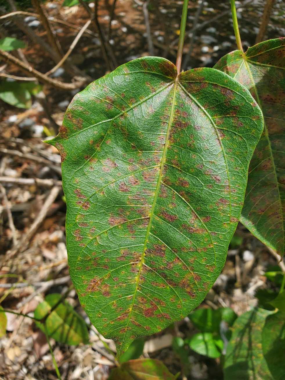 Phakopsora jatrophicola