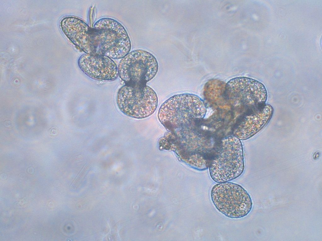 Phakopsora jatrophicola