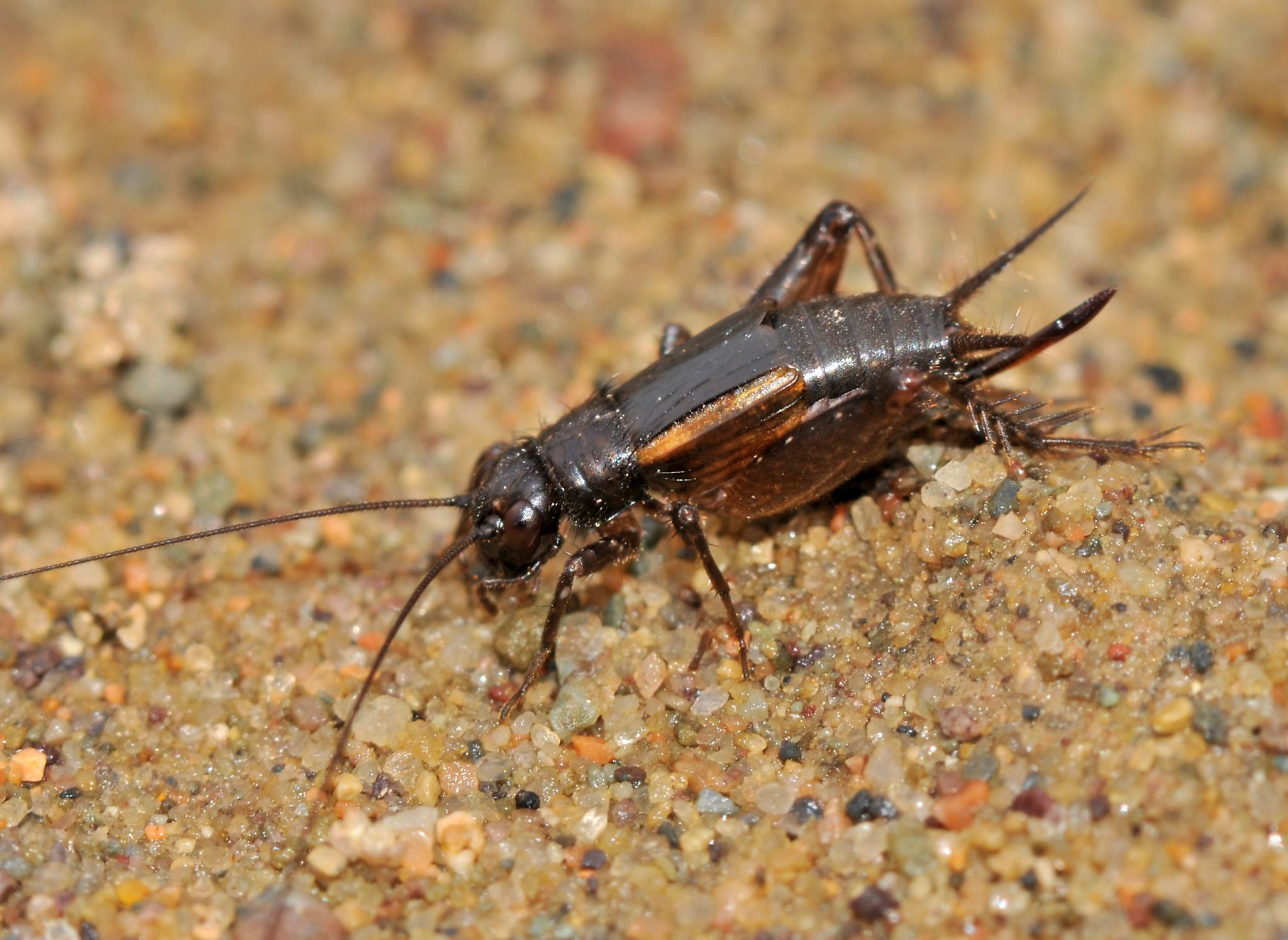 Eunemobius