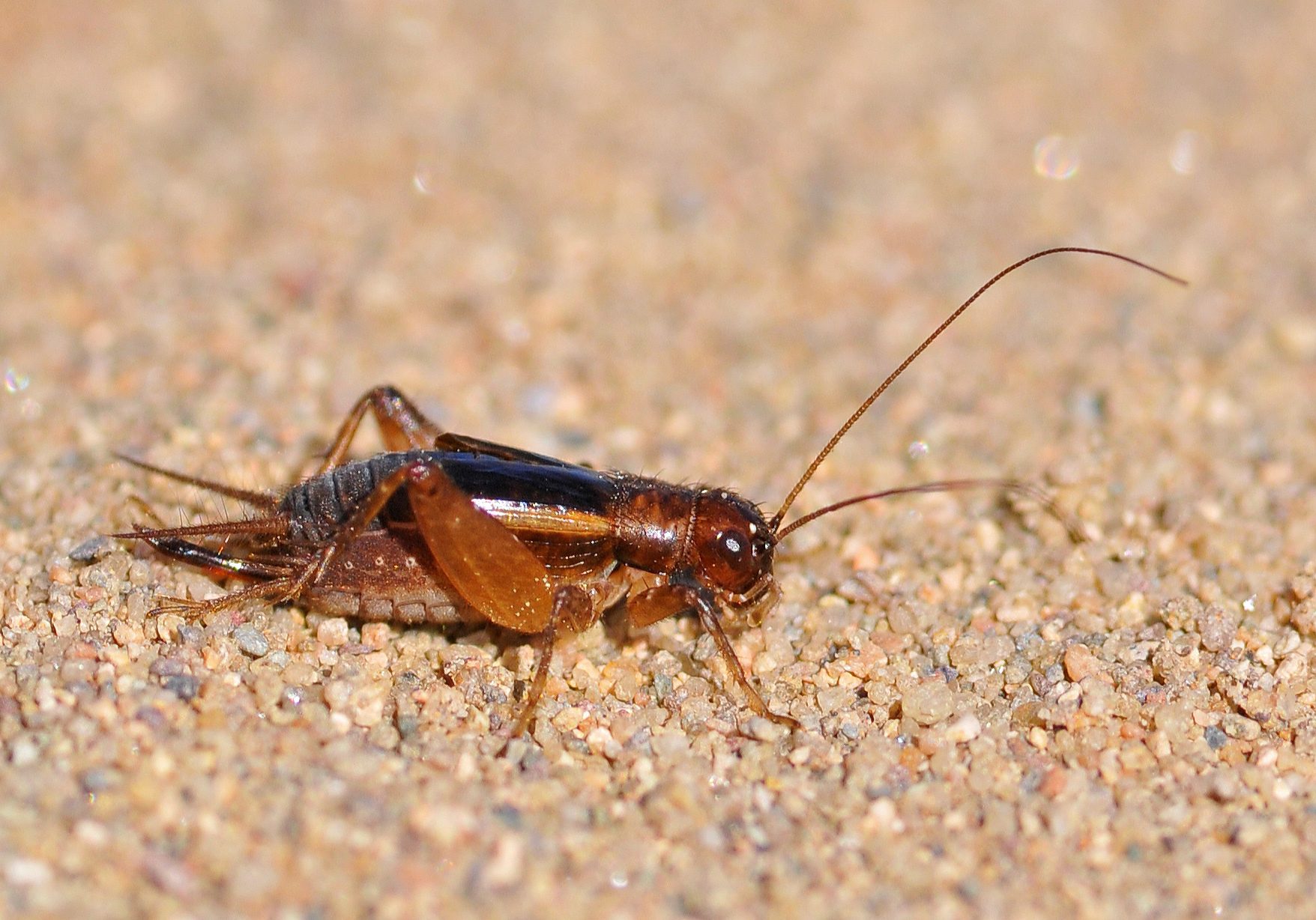 Eunemobius