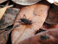 Eunemobius