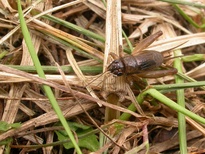 Eunemobius