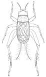Eunemobius