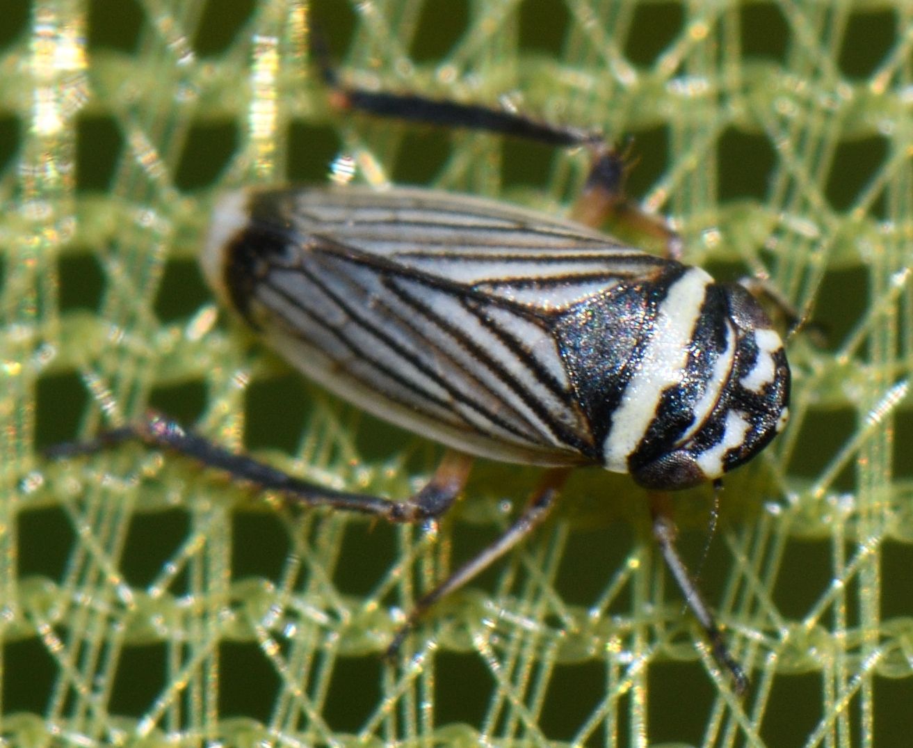 Anoscopus histrionicus