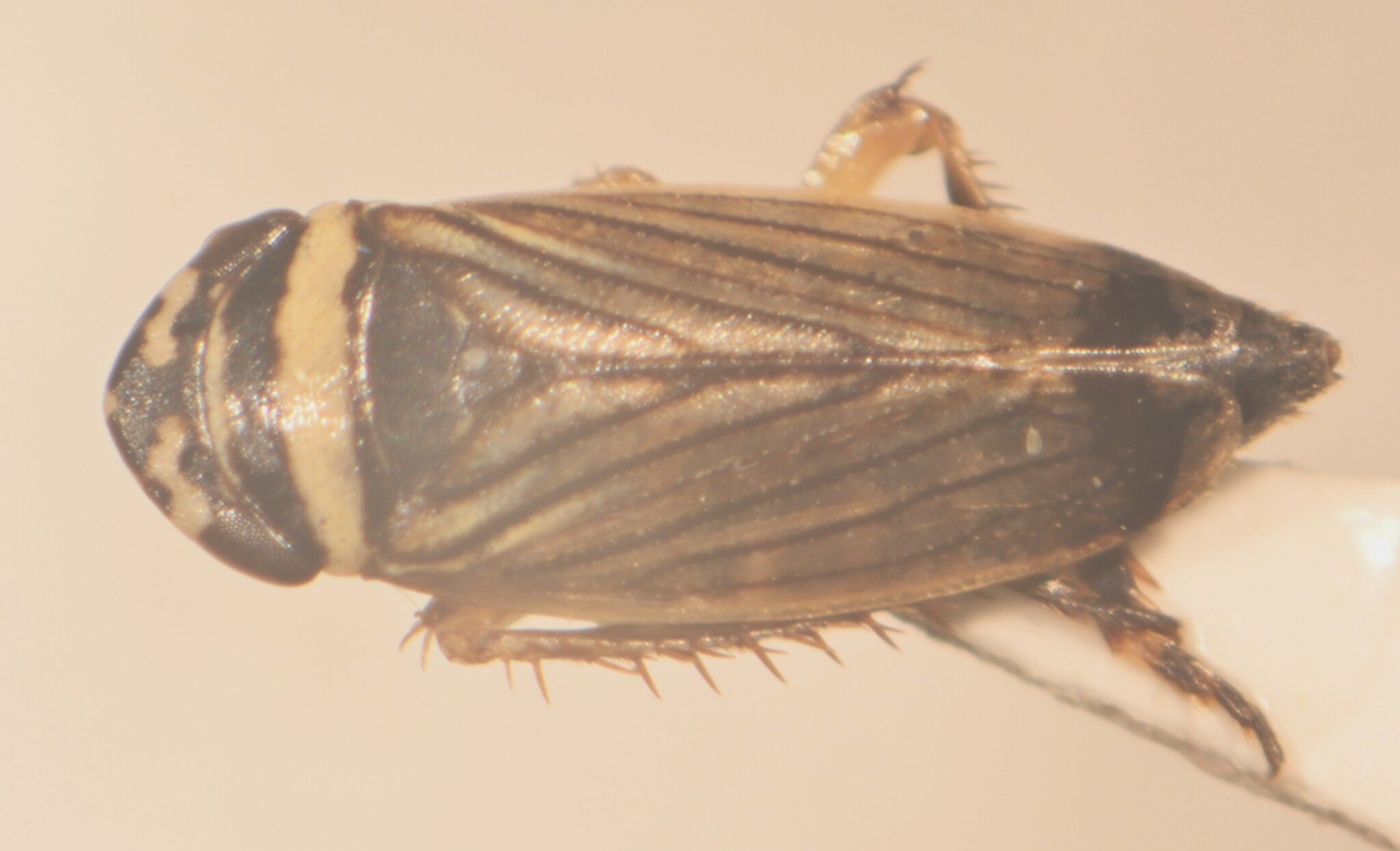 Anoscopus histrionicus