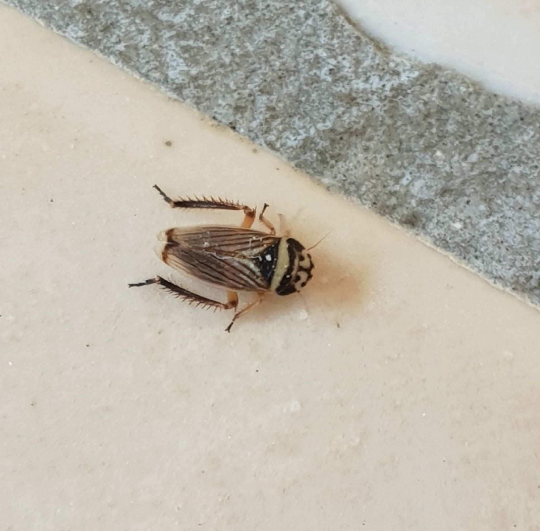 Anoscopus histrionicus