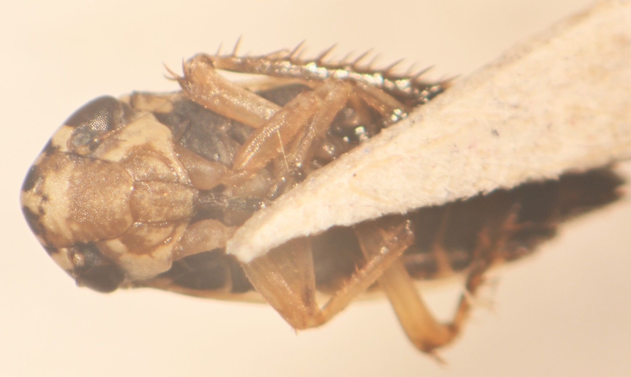 Anoscopus histrionicus