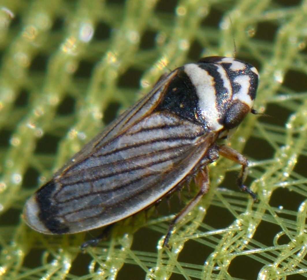Anoscopus histrionicus