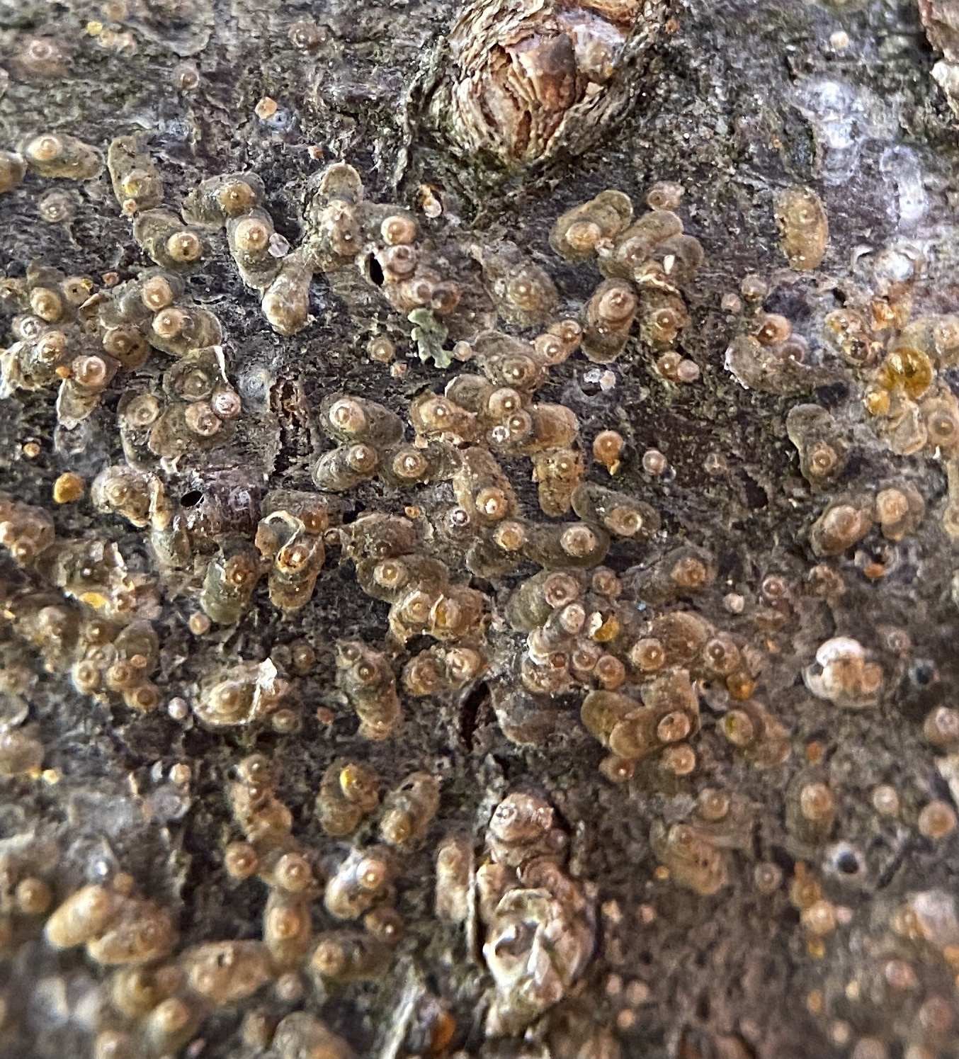 Comstockaspis perniciosa