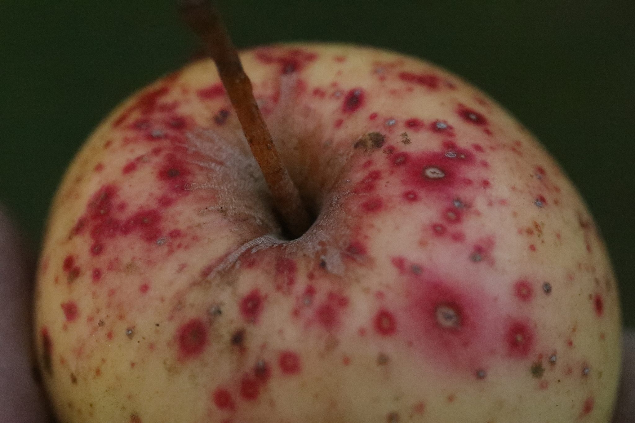 Comstockaspis perniciosa