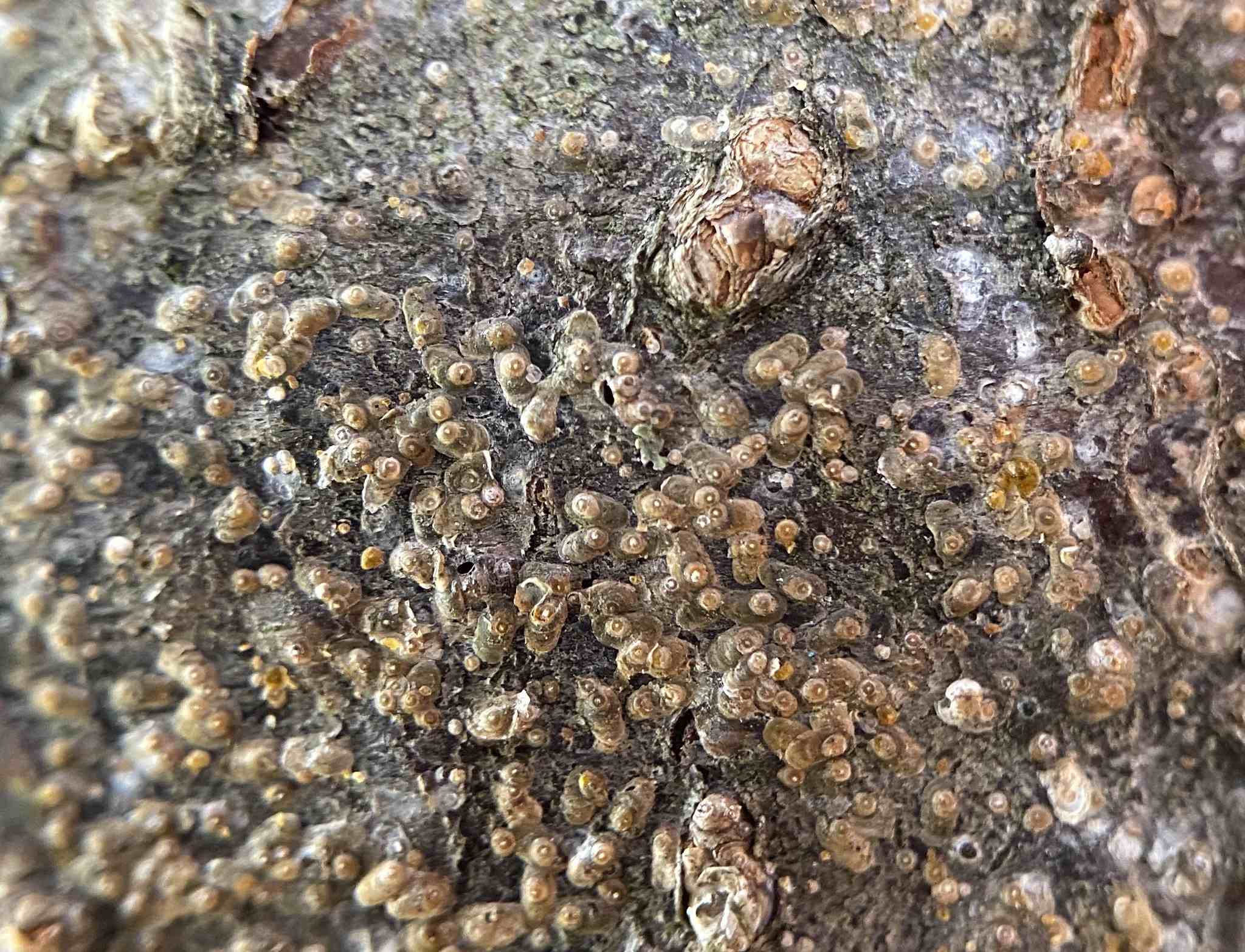 Comstockaspis perniciosa