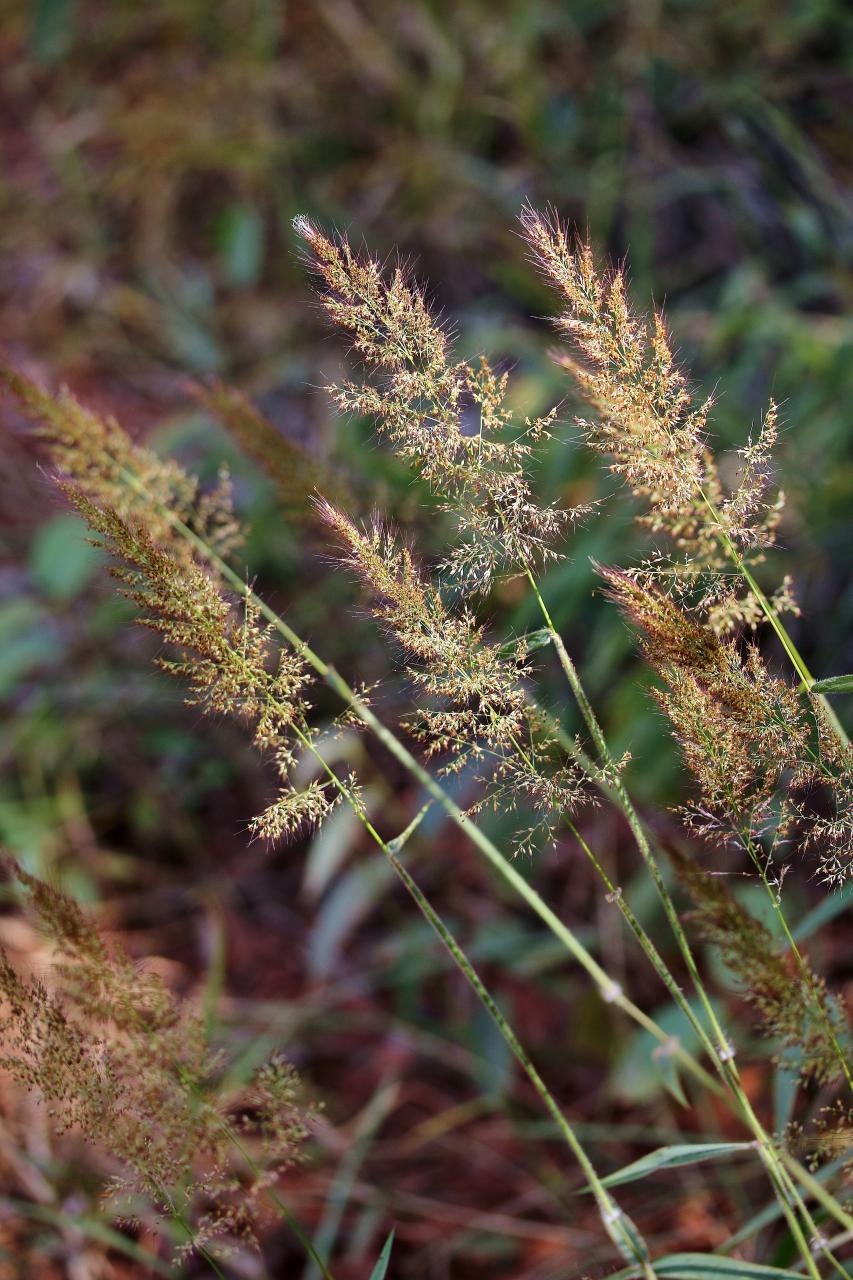 Melinis minutiflora