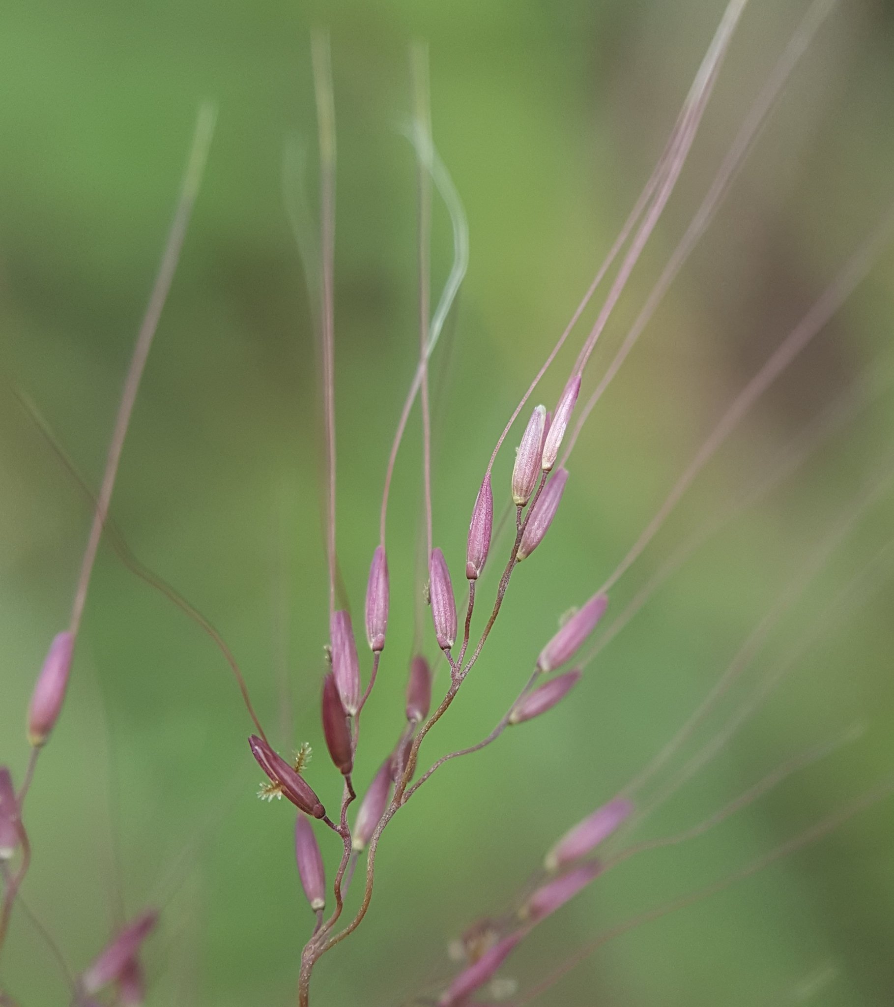Melinis minutiflora