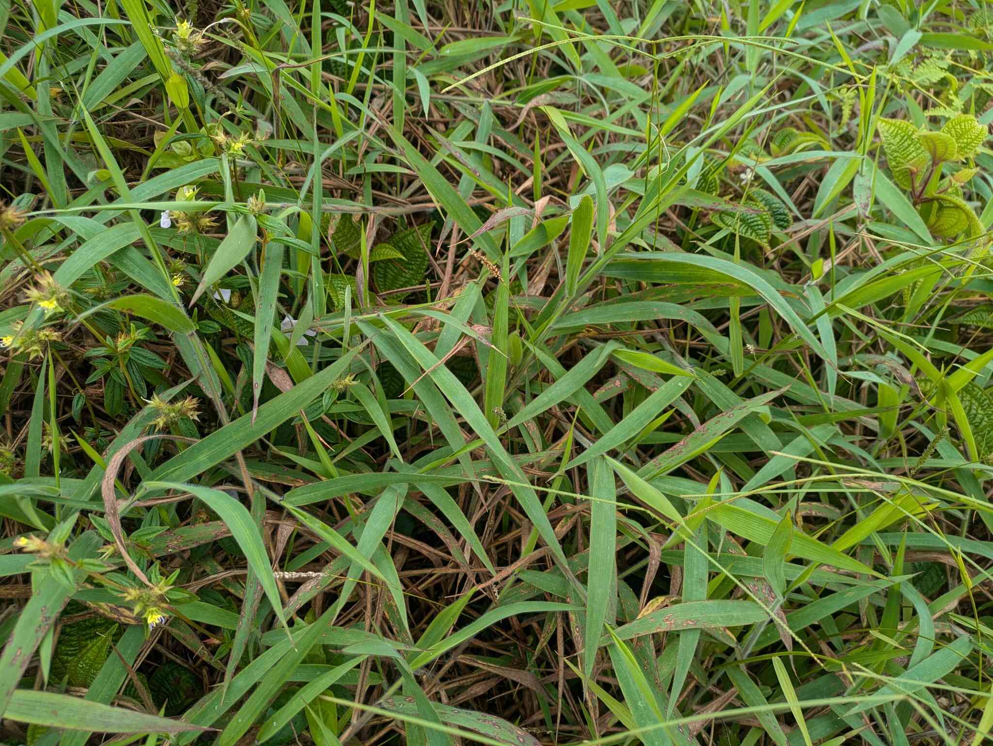 Melinis minutiflora
