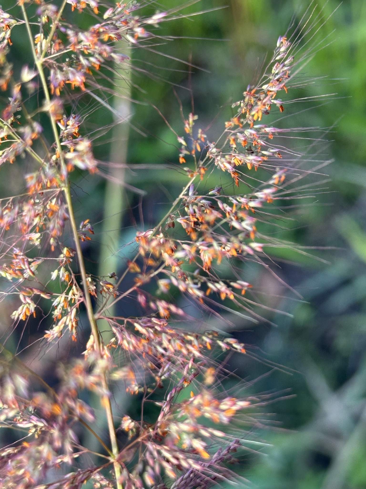 Melinis minutiflora