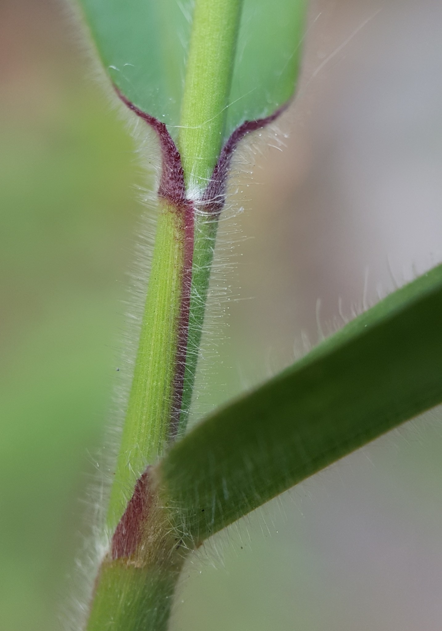 Melinis minutiflora
