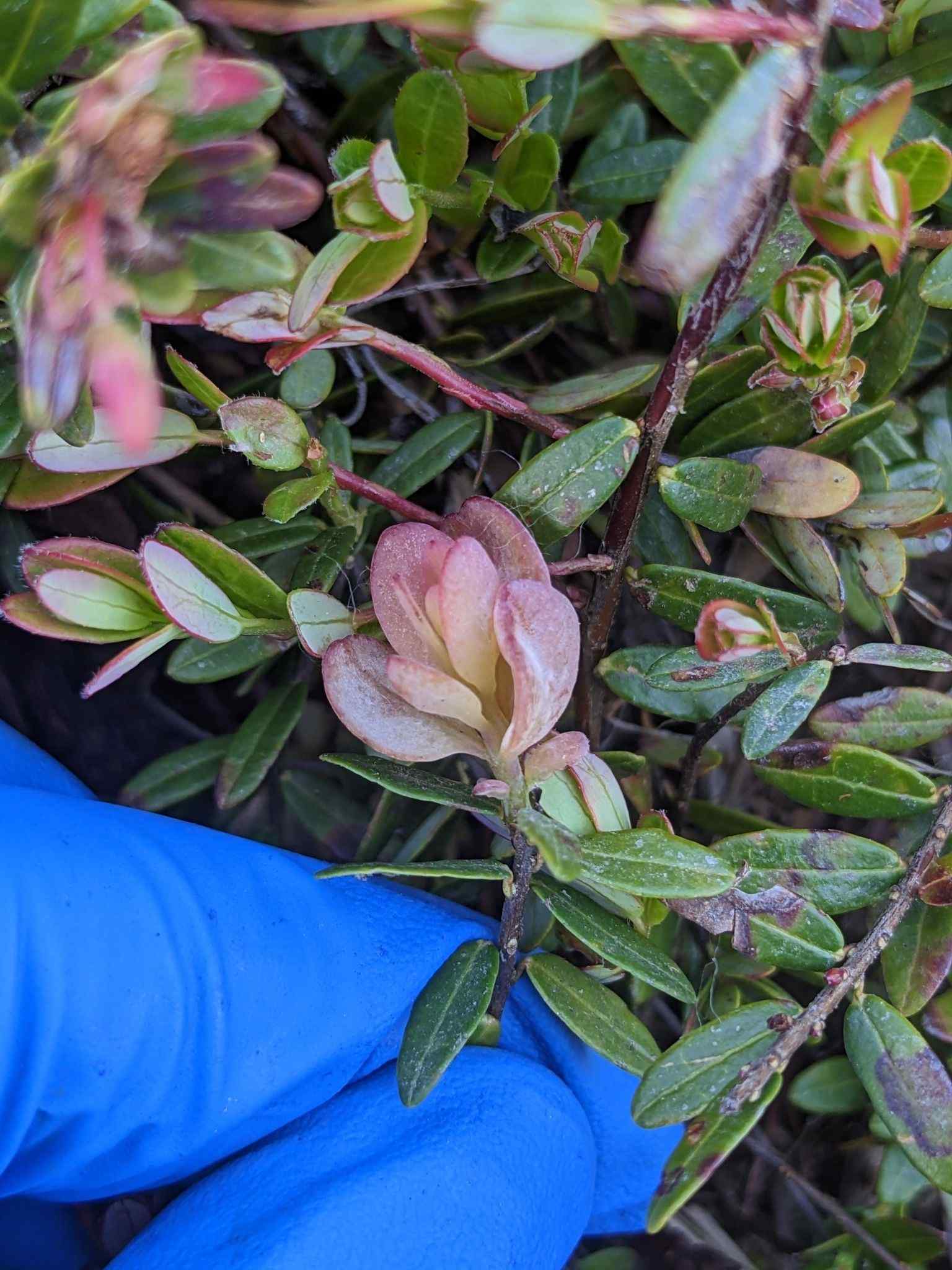 Exobasidium oxycocci
