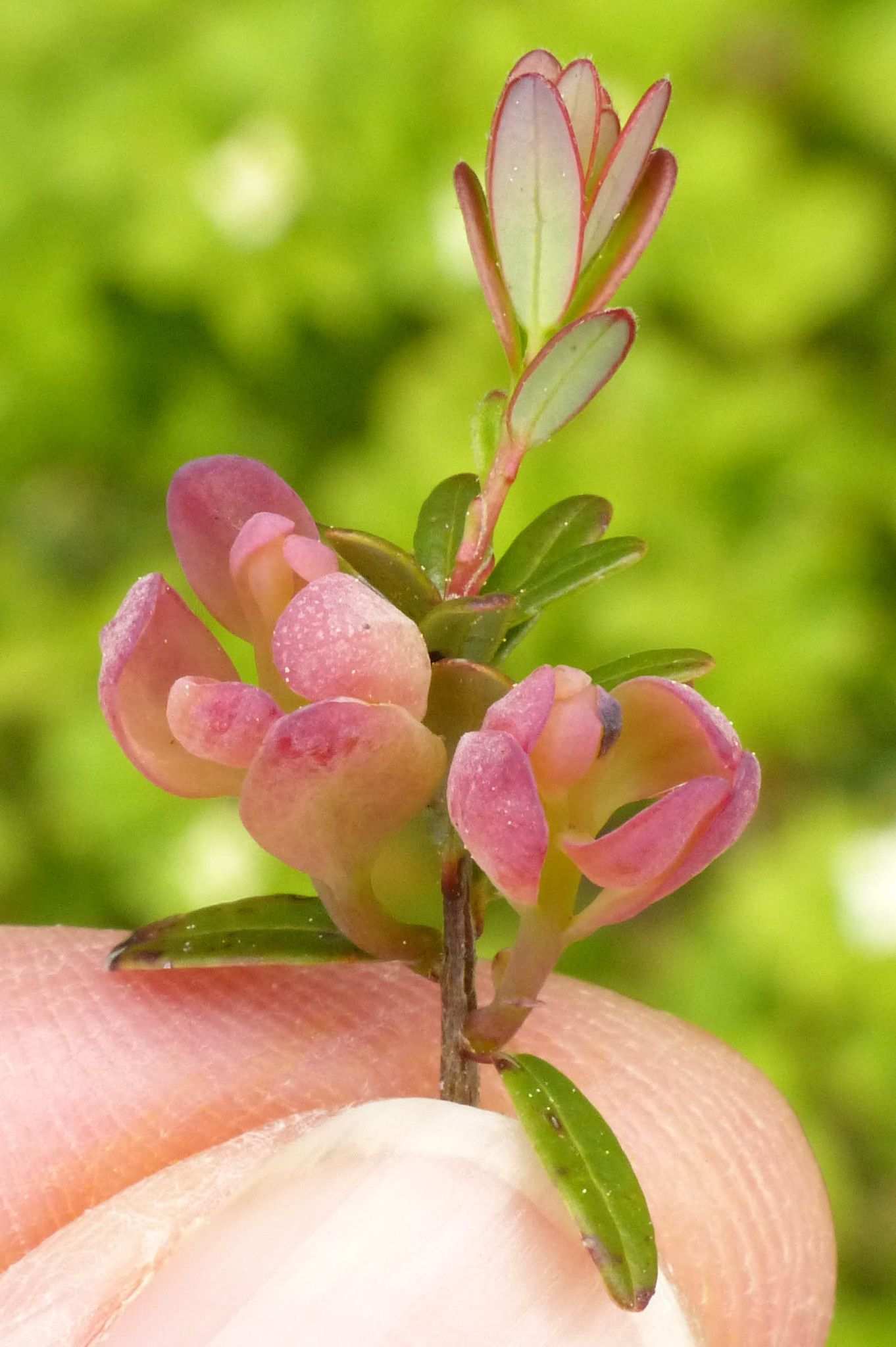 Exobasidium oxycocci