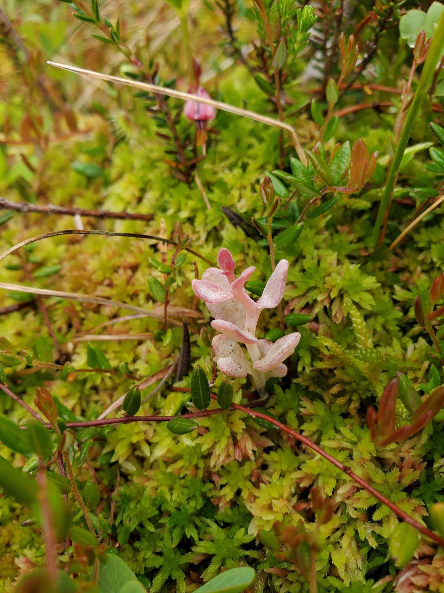 Exobasidium oxycocci