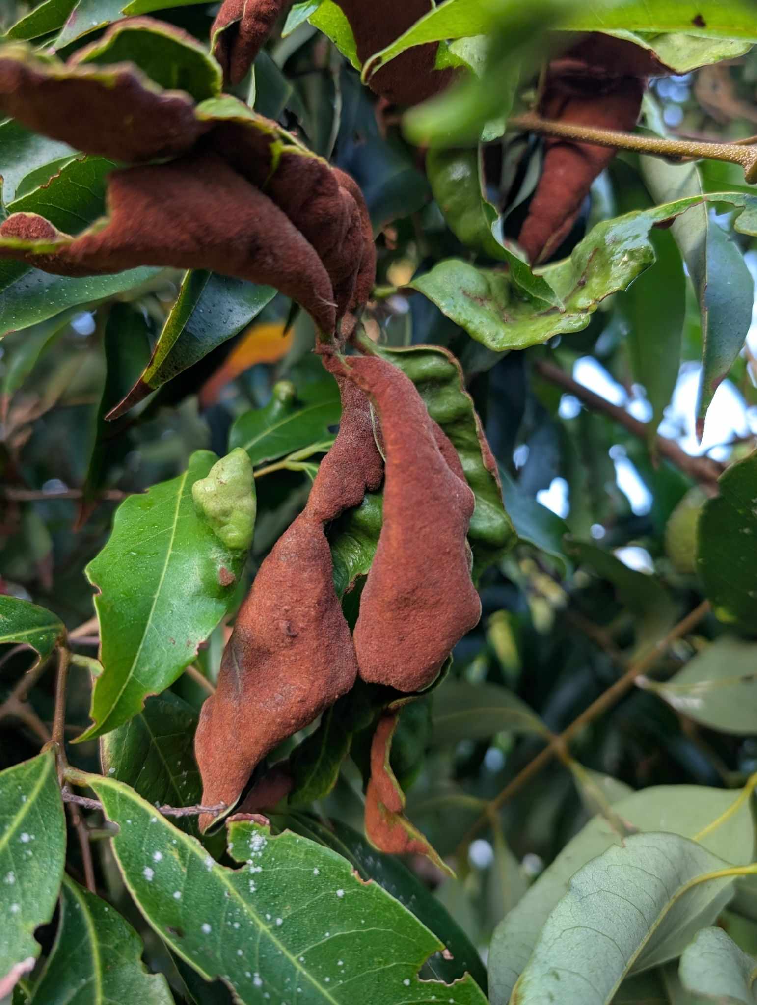 Aceria litchii