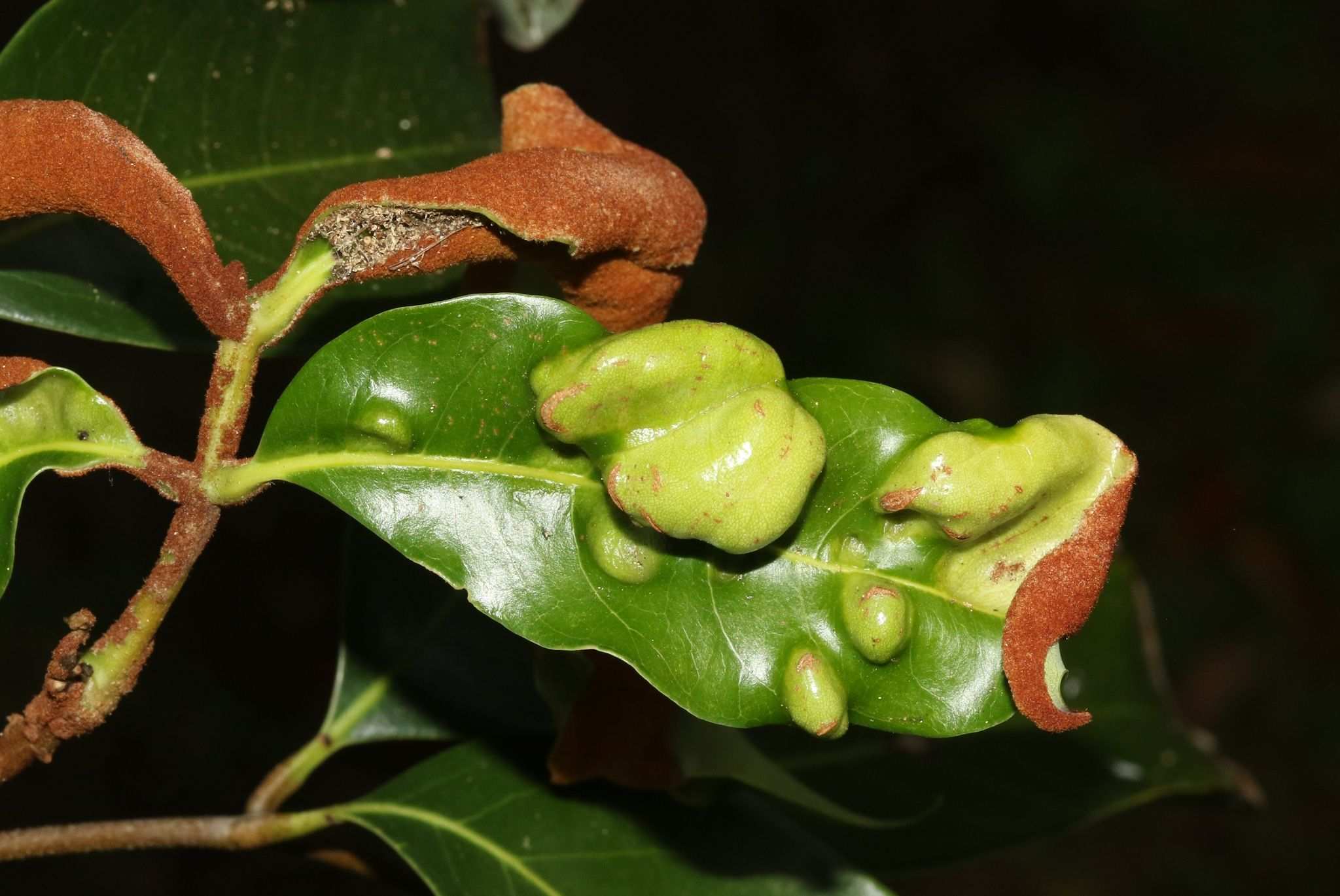 Aceria litchii