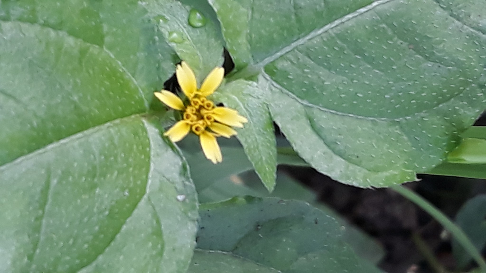 Synedrella nodiflora