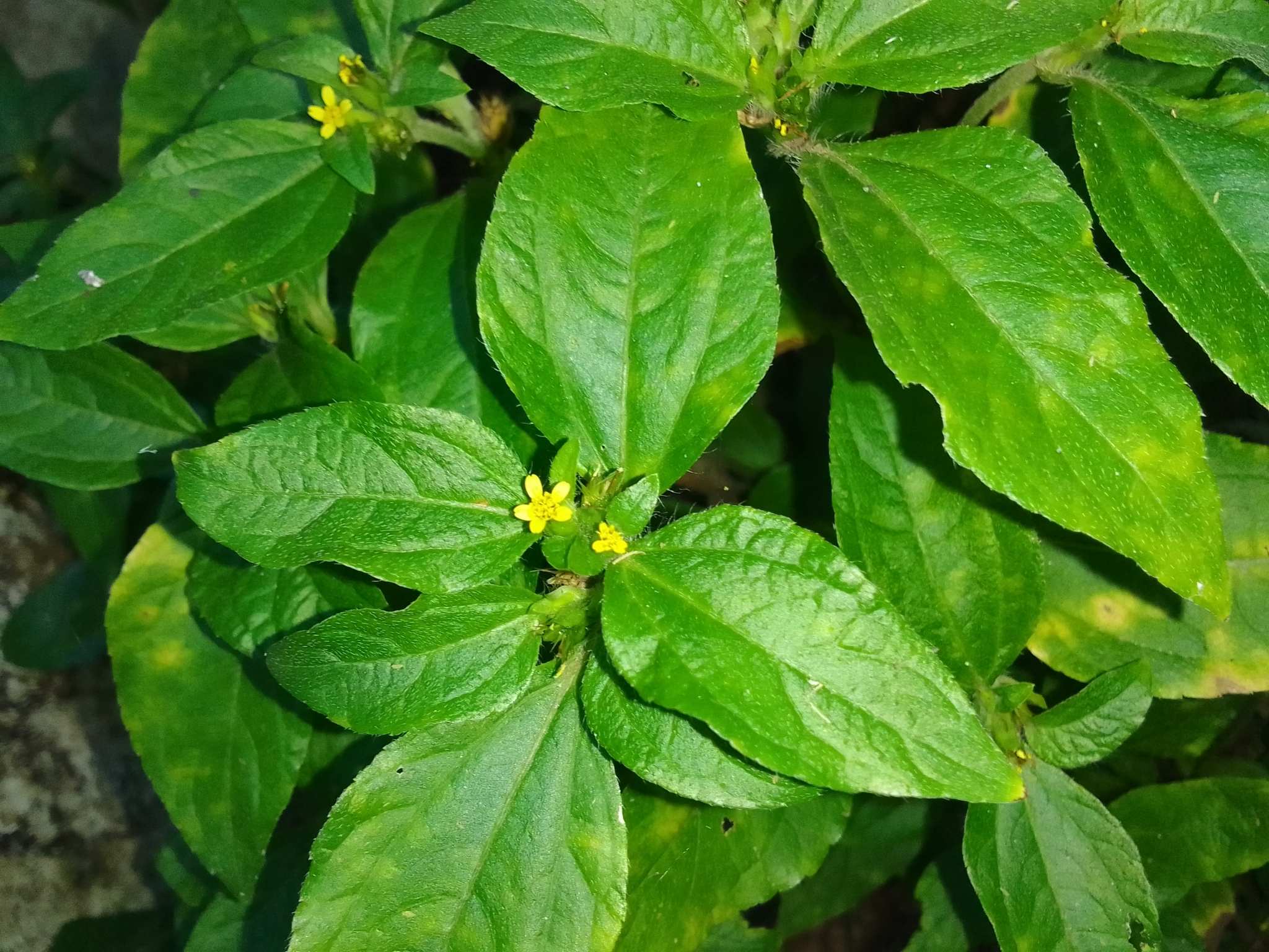 Synedrella nodiflora