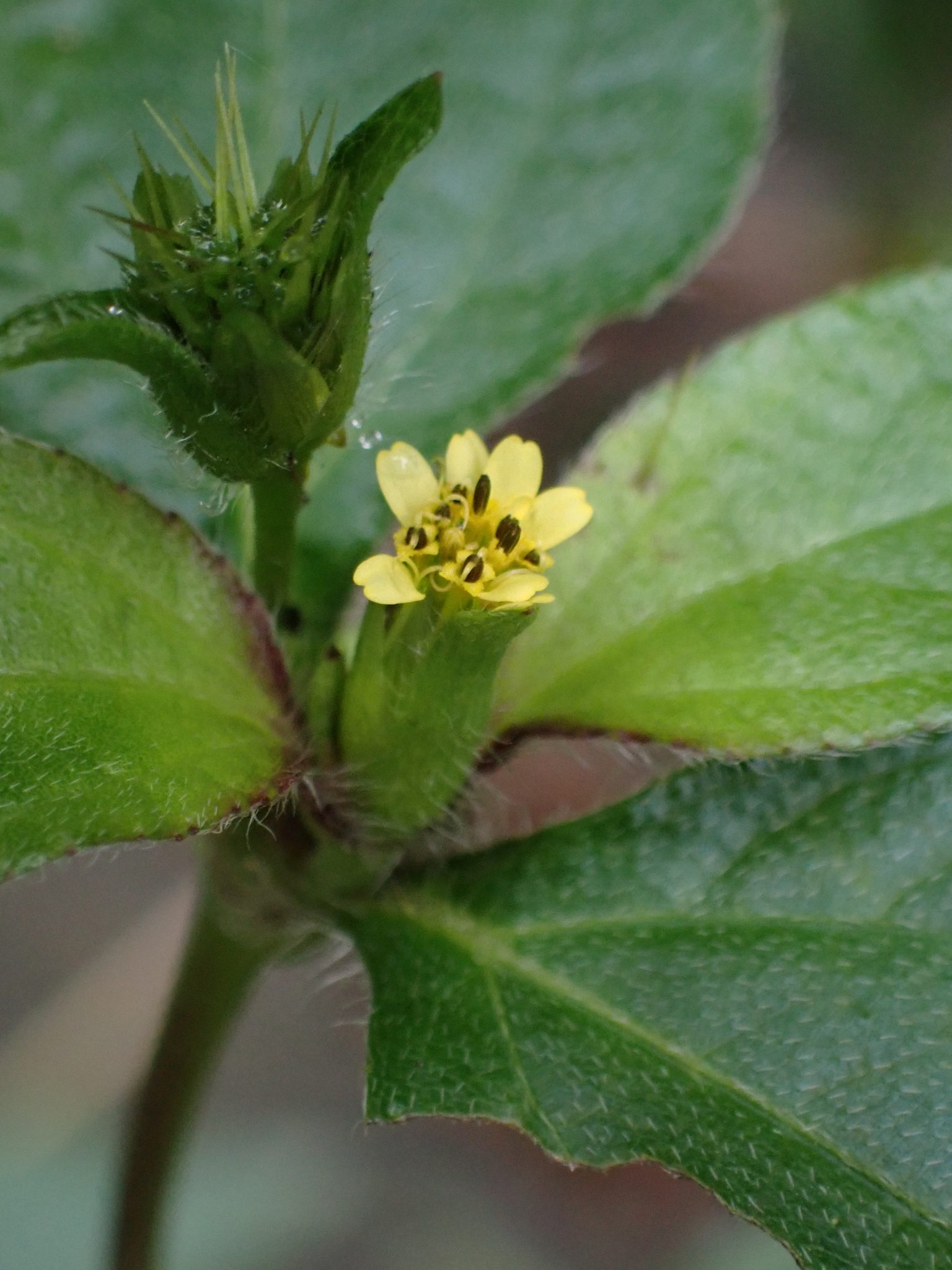 Synedrella nodiflora
