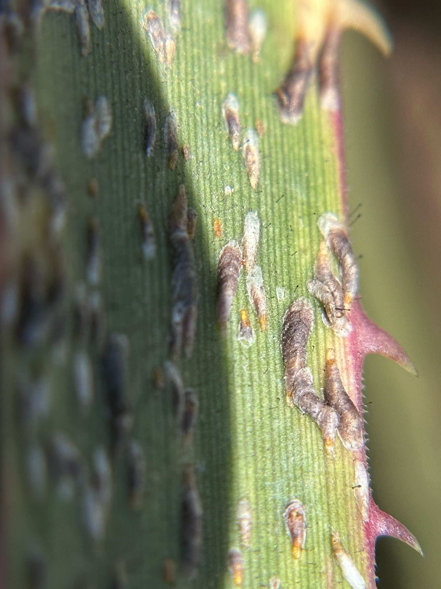 Opuntiaspis carinata