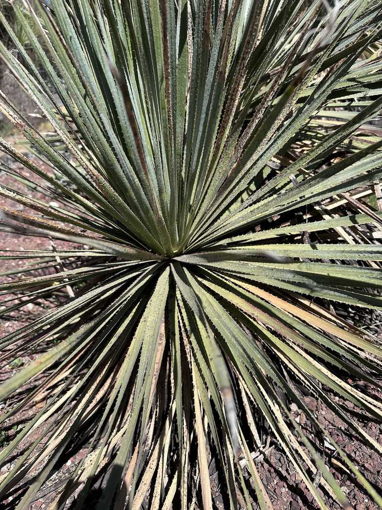 Opuntiaspis carinata
