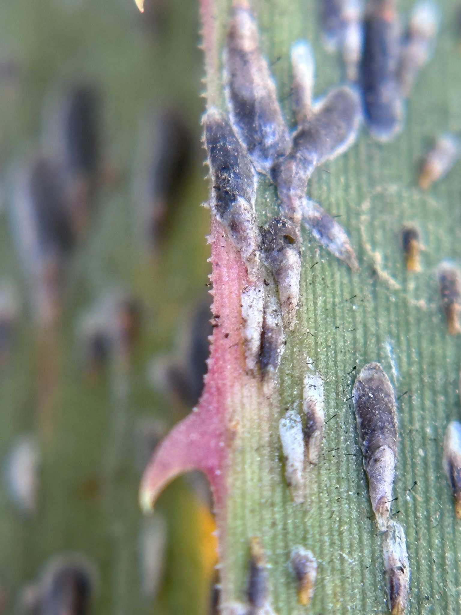 Opuntiaspis carinata
