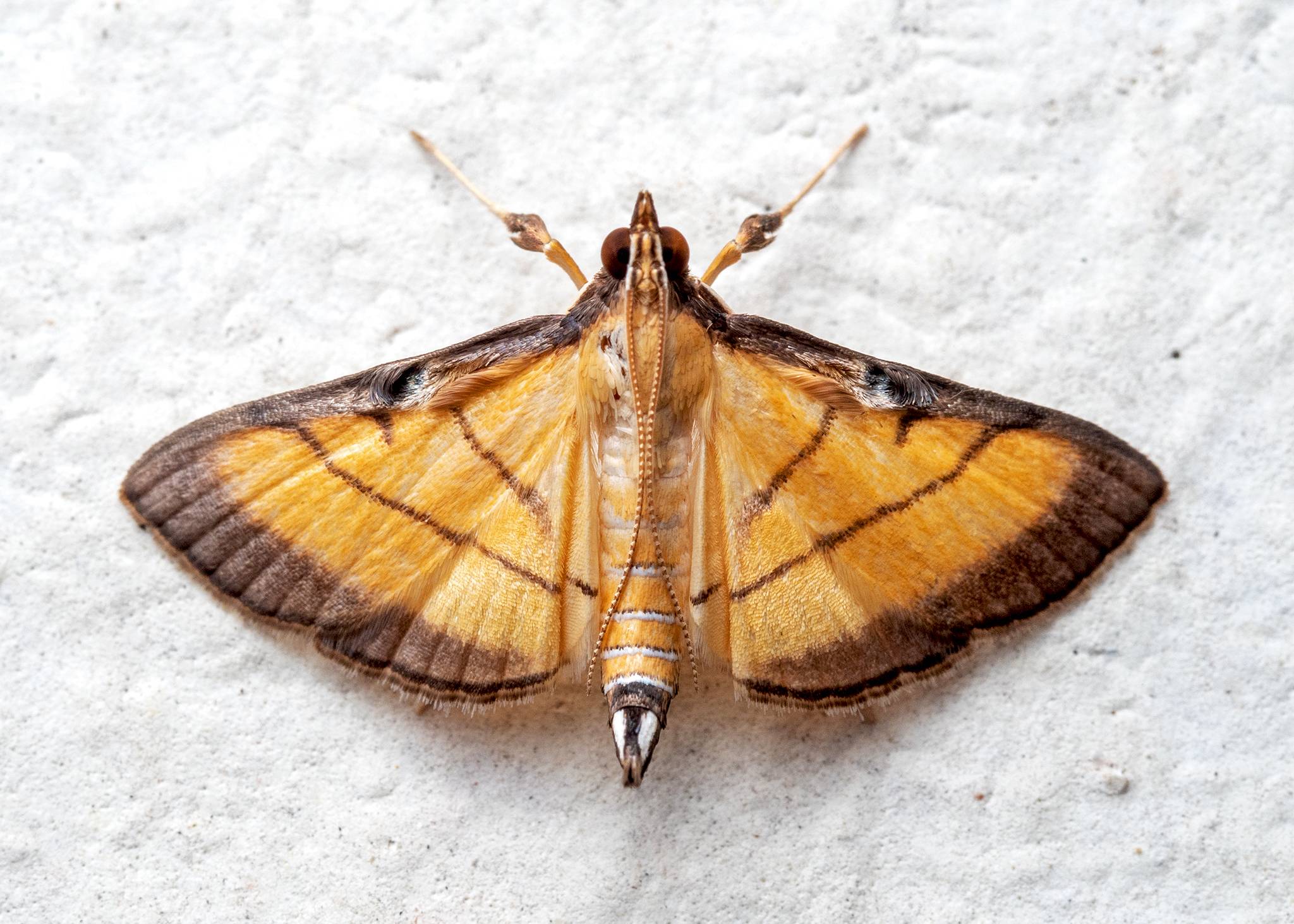 Cnaphalocrocis medinalis